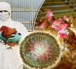 Gripa Aviară